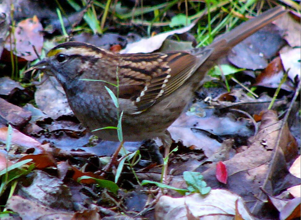 White-throated Sparrow