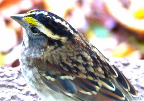 White-throated Sparrow
