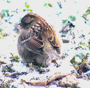 White-throated Sparrow
