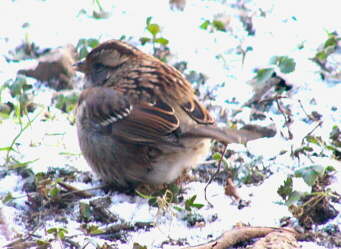 White-throated Sparrow