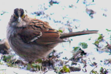 White-throated Sparrow