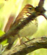 Wood Thrush