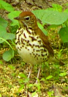 Wood Thrush