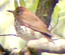 Wood Thrush