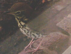 Wood Thrush