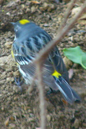 Myrtle Warbler