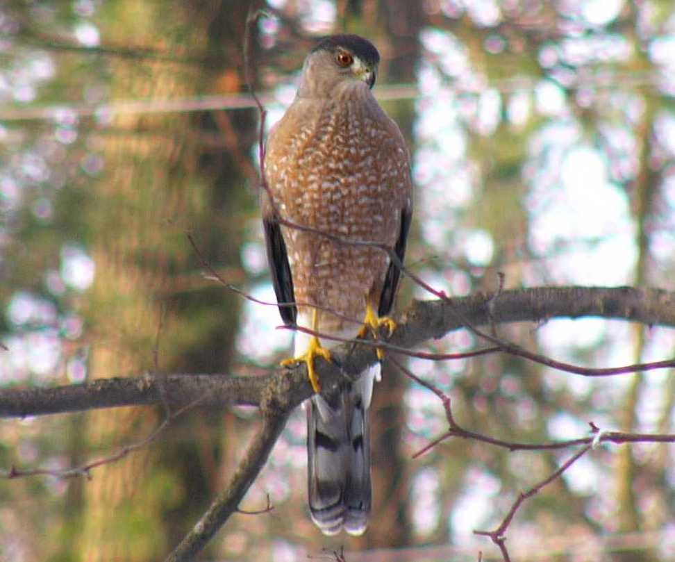 Broad-winged Hawk