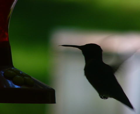 Ruby-throated Hummingbird