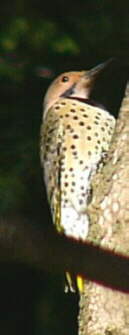 Northern Flicker