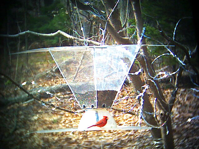 Sample BirdCam image