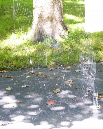 Spiderweb