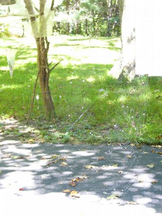 Spiderweb