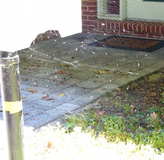 Spiderweb