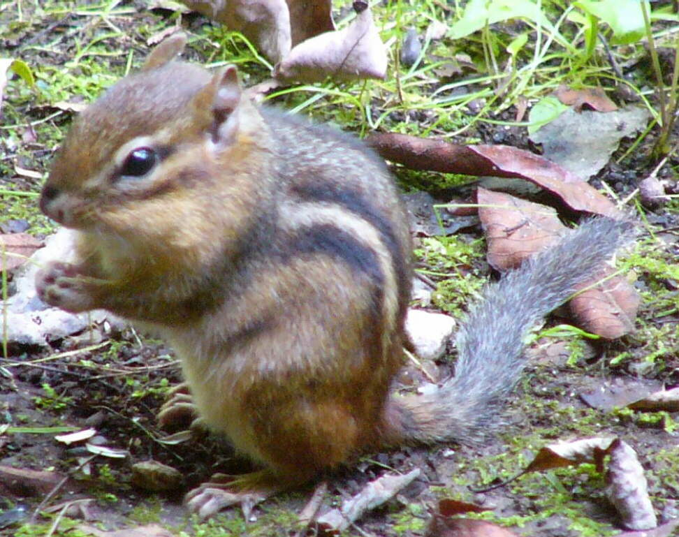 Chipmunk