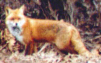 Red Fox