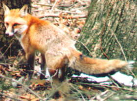 Red Fox