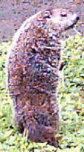 Groundhog