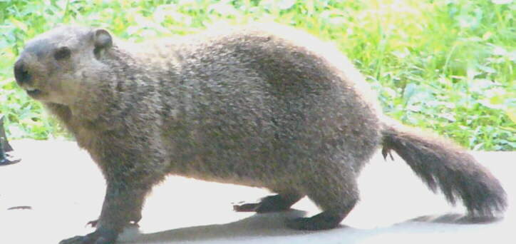 Groundhog