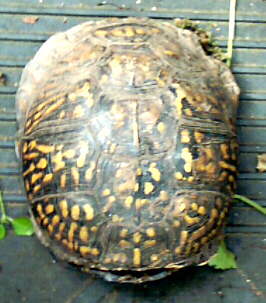 Box Turtle