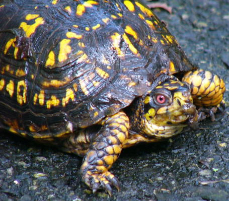 Box Turtle