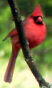 BirdCam