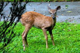 Animal Visitors
