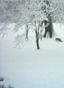 Winter Scenes